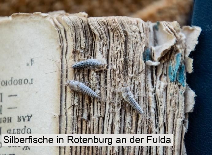Silberfische in Rotenburg an der Fulda